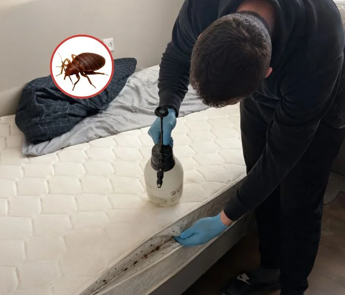 Technicien traitant un matelas contre les punaises de lit à Gambais